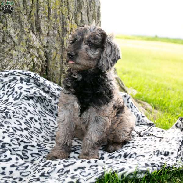Louie, Mini Goldendoodle Puppy